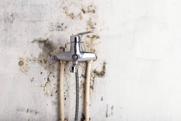 Professional Mold Removal in Hurstbourne, KY