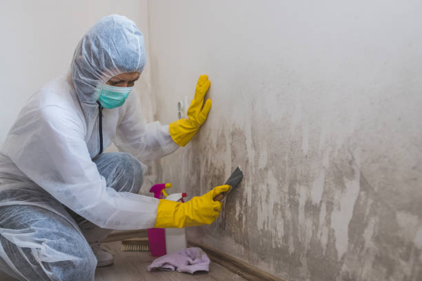 Best Attic Mold Removal  in Hurstbourne, KY