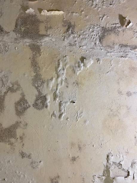 Best Same-Day Mold Removal  in Hurstbourne, KY