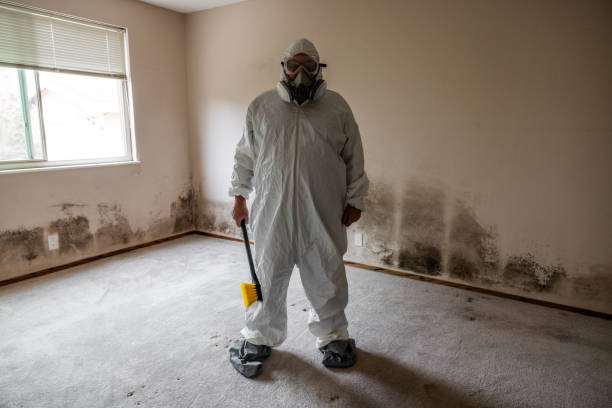 Best Toxic Mold Removal  in Hurstbourne, KY