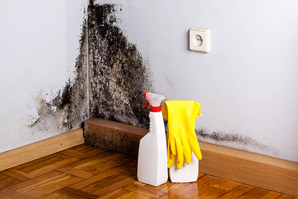 Best Certified Mold Removal  in Hurstbourne, KY