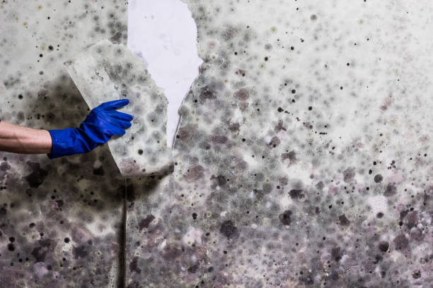 Best Crawl Space Mold Removal  in Hurstbourne, KY