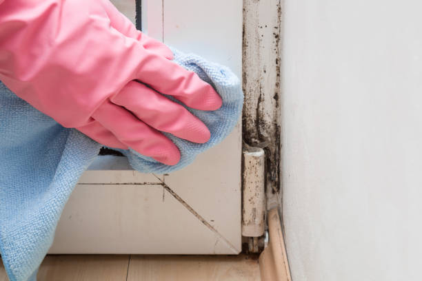 Best Professional Mold Removal  in Hurstbourne, KY