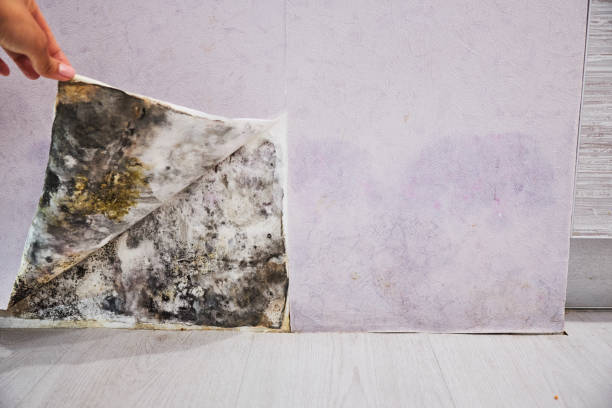 Mold Removal Process in Hurstbourne, KY